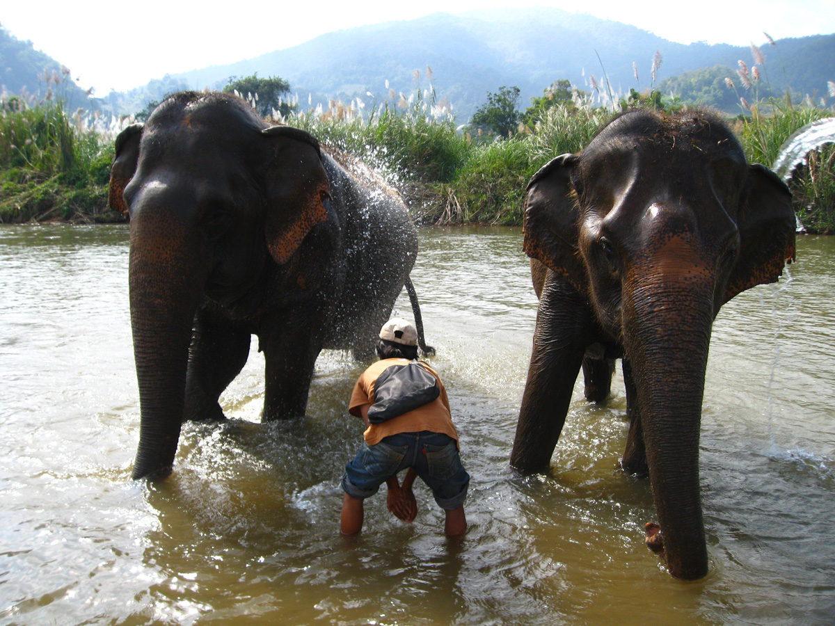 Mahout (an elephant handler) gives the elephant baths