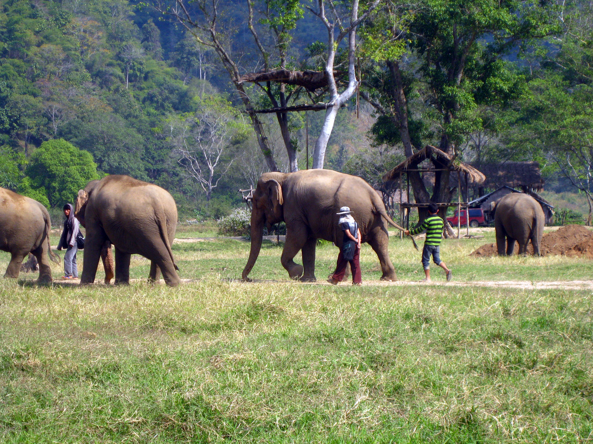 Mahout leads herd