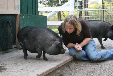 Yorkshire Pigs 2