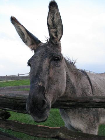 Donkey 2