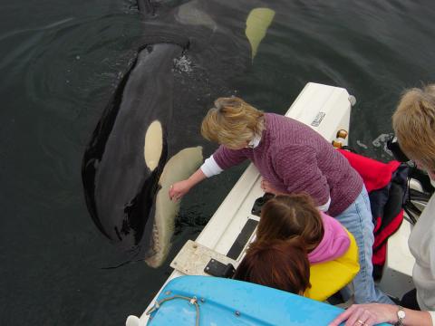 a still from The Whale, the closing night film at Planet In Focus