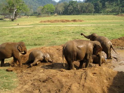 Family dirt bath