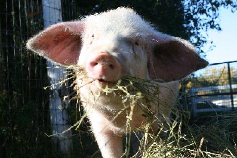Yorkshire Pigs 5