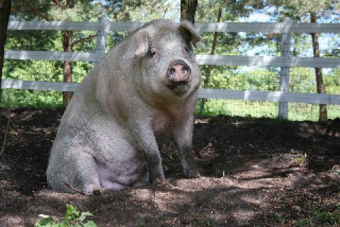 Yorkshire Pigs 4
