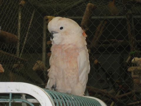 Parrot Refuge 4