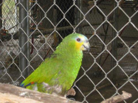 Parrot Refuge 2