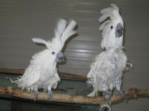 Parrot Refuge 3