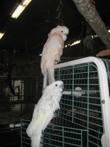 Parrot Refuge 5